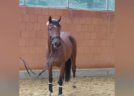 Caballo de deporte irlandés, Yegua, 4 años, 154 cm, Castaño