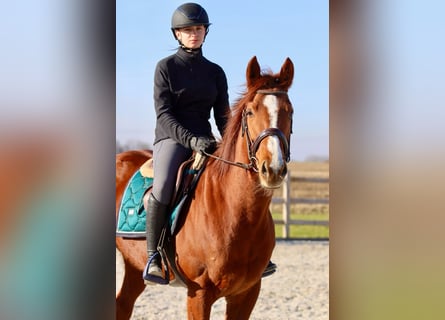 Caballo de deporte irlandés, Yegua, 4 años, 156 cm, Alazán rojizo