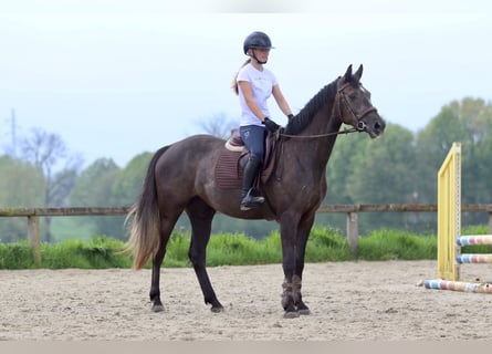 Caballo de deporte irlandés, Yegua, 4 años, 157 cm, Musgo marrón