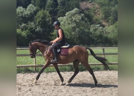 Caballo de deporte irlandés, Yegua, 4 años, 158 cm, Castaño