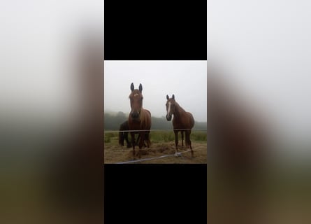 Caballo de deporte irlandés, Yegua, 4 años, 160 cm, Alazán