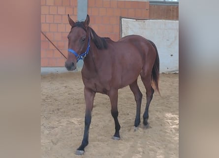 Caballo de deporte irlandés, Yegua, 4 años, 160 cm, Castaño
