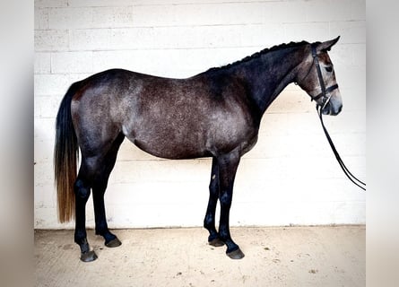 Caballo de deporte irlandés, Yegua, 4 años, 160 cm, Tordo