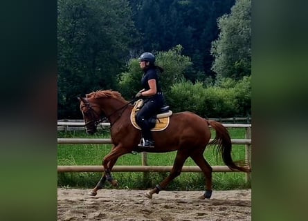 Caballo de deporte irlandés, Yegua, 4 años, 162 cm, Alazán