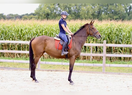 Caballo de deporte irlandés, Yegua, 4 años, 162 cm, Castaño