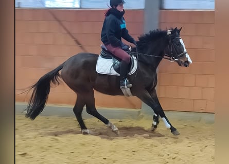 Caballo de deporte irlandés, Yegua, 4 años, 162 cm, Castaño