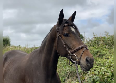 Caballo de deporte irlandés, Yegua, 4 años, 163 cm, Castaño oscuro