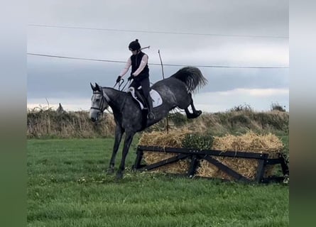 Caballo de deporte irlandés, Yegua, 4 años, 163 cm, Tordo rodado