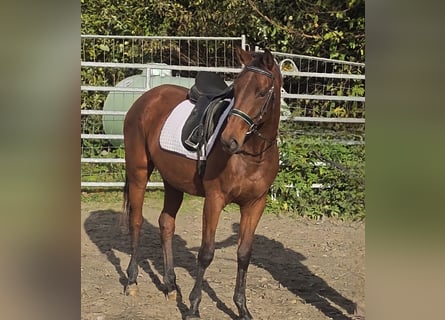 Caballo de deporte irlandés, Yegua, 4 años, 164 cm, Castaño