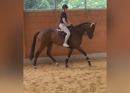 Caballo de deporte irlandés, Yegua, 4 años, 164 cm, Castaño