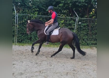 Caballo de deporte irlandés, Yegua, 4 años, 164 cm, Castaño