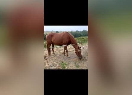 Caballo de deporte irlandés, Yegua, 4 años, 165 cm, Alazán