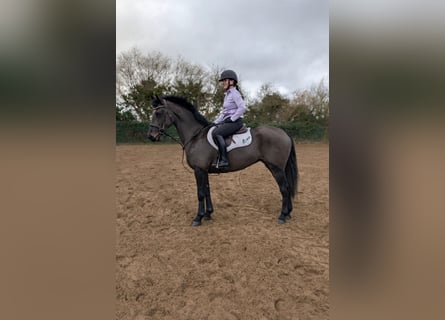 Caballo de deporte irlandés, Yegua, 5 años, 152 cm, Castaño oscuro