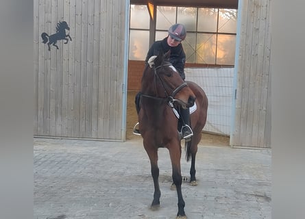 Caballo de deporte irlandés, Yegua, 5 años, 157 cm, Castaño