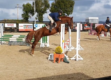 Caballo de deporte irlandés, Yegua, 5 años, 158 cm, Alazán-tostado