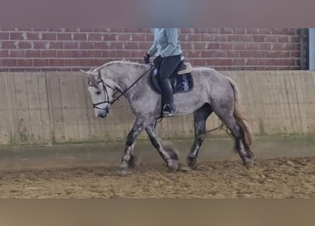 Caballo de deporte irlandés, Yegua, 5 años, 159 cm, Tordo rodado