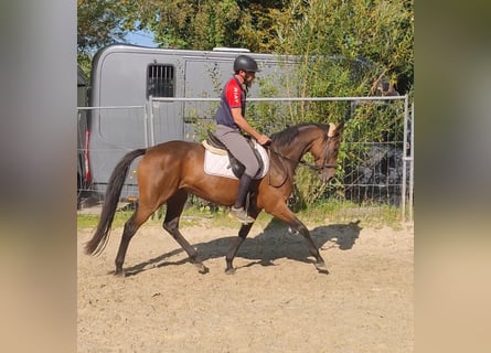 Caballo de deporte irlandés, Yegua, 5 años, 160 cm, Castaño