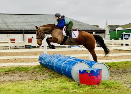 Caballo de deporte irlandés, Yegua, 5 años, 162 cm, Castaño