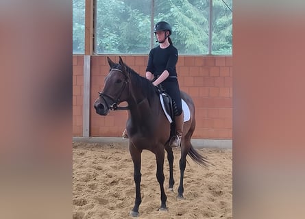 Caballo de deporte irlandés, Yegua, 5 años, 162 cm, Castaño
