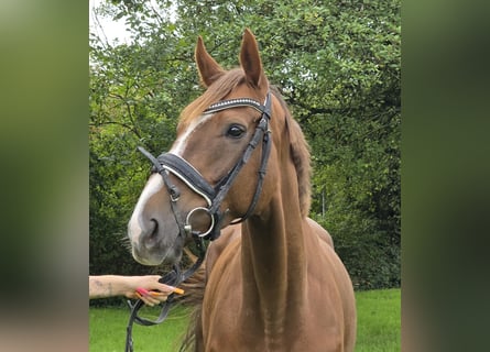 Caballo de deporte irlandés Mestizo, Yegua, 5 años, 163 cm, Alazán-tostado