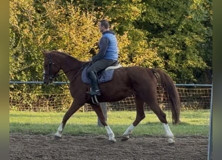 Caballo de deporte irlandés, Yegua, 5 años, 164 cm, Alazán