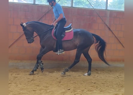 Caballo de deporte irlandés, Yegua, 5 años, 164 cm, Castaño