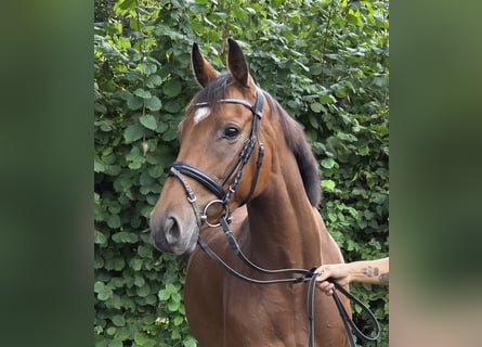 Caballo de deporte irlandés, Yegua, 5 años, 165 cm, Castaño