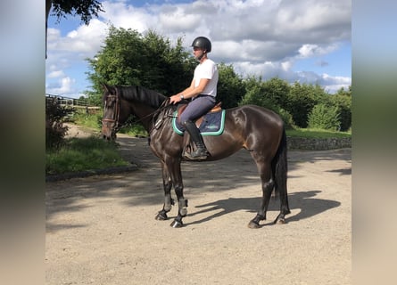 Caballo de deporte irlandés, Yegua, 5 años, 168 cm, Castaño oscuro