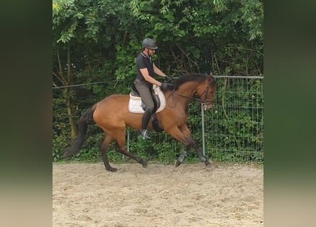 Caballo de deporte irlandés, Yegua, 5 años, 175 cm, Castaño