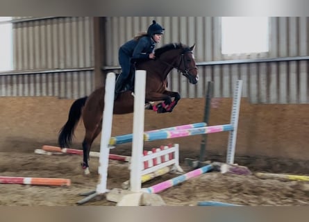 Caballo de deporte irlandés, Yegua, 6 años, 145 cm, Castaño claro