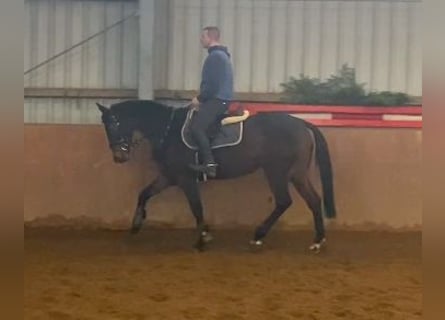 Caballo de deporte irlandés, Yegua, 6 años, 160 cm, Castaño oscuro