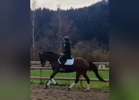 Caballo de deporte irlandés, Yegua, 6 años, 162 cm, Castaño