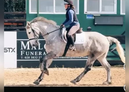 Caballo de deporte irlandés, Yegua, 6 años, 163 cm, Tordo