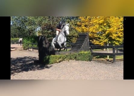 Caballo de deporte irlandés, Yegua, 6 años, 163 cm, Tordo