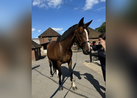 Caballo de deporte irlandés, Yegua, 6 años, 165 cm, Castaño rojizo