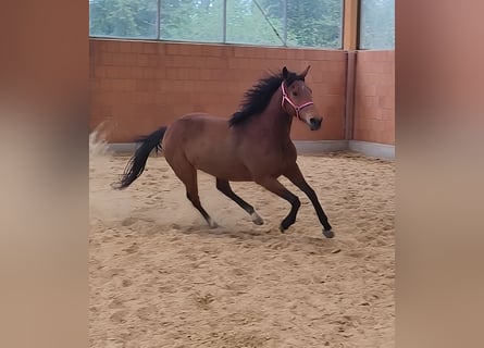 Caballo de deporte irlandés, Yegua, 6 años, 166 cm, Castaño
