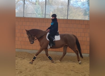 Caballo de deporte irlandés, Yegua, 6 años, 168 cm, Alazán