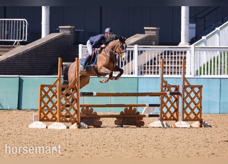 Caballo de deporte irlandés, Yegua, 6 años, 168 cm, Castaño rojizo
