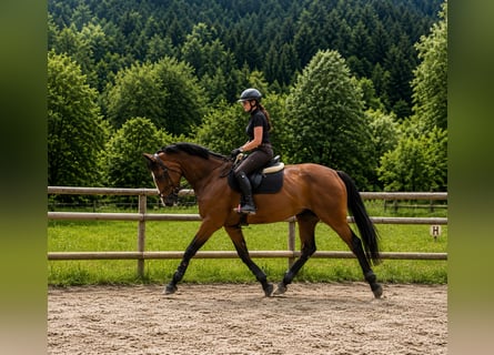 Caballo de deporte irlandés, Yegua, 6 años, 172 cm, Castaño