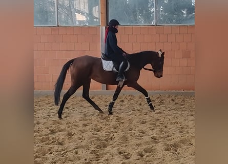 Caballo de deporte irlandés, Yegua, 7 años, 158 cm, Castaño