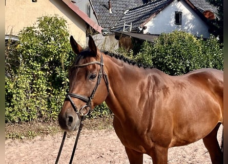 Caballo de deporte irlandés, Yegua, 7 años, 160 cm, Castaño