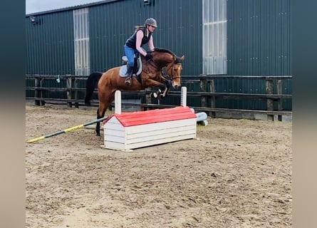 Caballo de deporte irlandés, Yegua, 7 años, 160 cm, Castaño