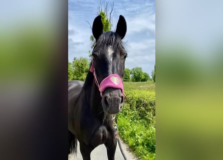 Caballo de deporte irlandés, Yegua, 7 años, 160 cm, Negro