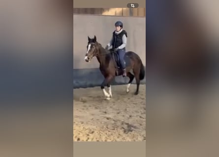 Caballo de deporte irlandés, Yegua, 7 años, 163 cm, Castaño