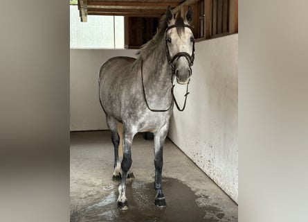 Caballo de deporte irlandés, Yegua, 7 años, 164 cm, Tordo