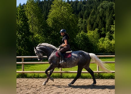 Caballo de deporte irlandés, Yegua, 7 años, 167 cm, Tordo rodado
