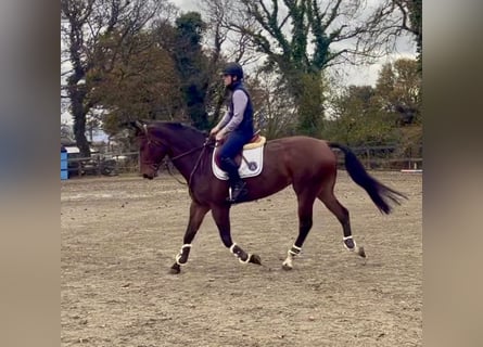 Caballo de deporte irlandés, Yegua, 7 años, 170 cm, Castaño rojizo