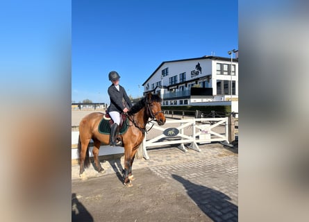 Caballo de deporte irlandés, Yegua, 8 años, 144 cm, Castaño
