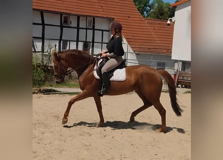 Caballo de deporte irlandés, Yegua, 8 años, 170 cm, Alazán