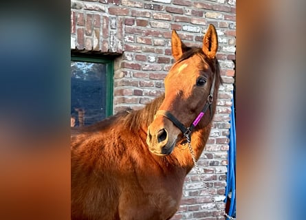 Caballo de deporte irlandés, Yegua, 8 años, 170 cm, Castaño